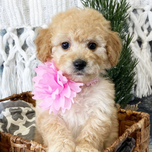 Goldendoodle Puppy Gertrude