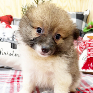 Pomeranian Puppy Kassie