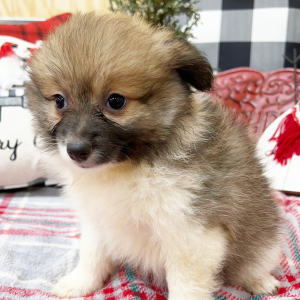 Pomeranian Puppy Kassie