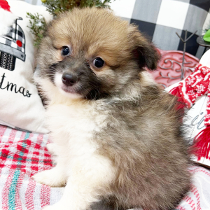 Pomeranian Puppy Kassie