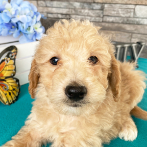 Goldendoodle Puppy Keagon