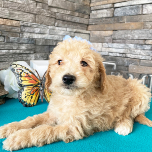 Goldendoodle Puppy Keagon