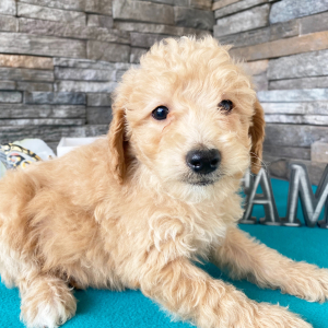 Goldendoodle Puppy Keagon
