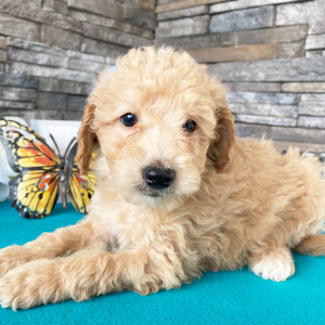 Goldendoodle Puppy Keagon