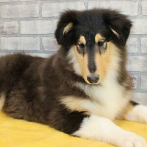Collie Puppy Jebediah