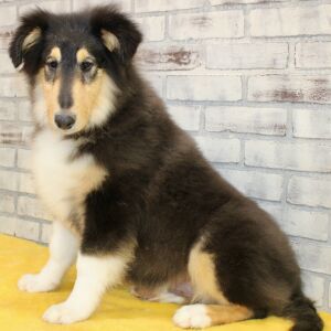 Collie Puppy Jebediah