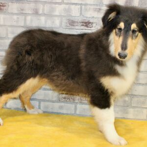 Collie Puppy Jebediah