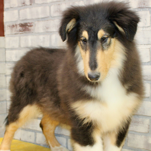 Collie Puppy Jebediah