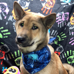 Shiba Inu Puppy Sachiko