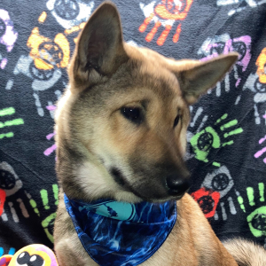 Shiba Inu Puppy Sachiko