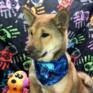 Shiba Inu Puppy Sachiko