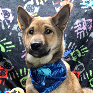 Shiba Inu Puppy Sachiko