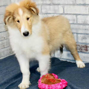 Collie Puppy Blaze
