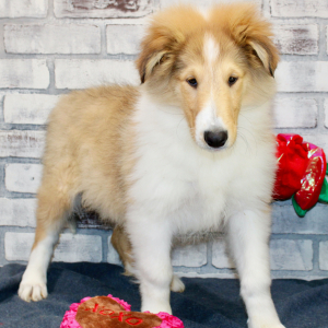 Collie Puppy Blaze