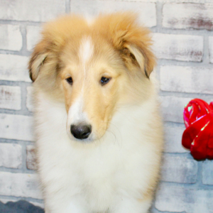 Collie Puppy Blaze