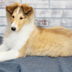Collie Puppy Blaze