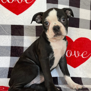 Boston Terrier Puppy Nelly