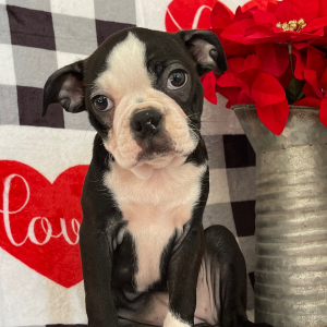 Boston Terrier Puppy Nelly