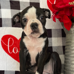 Boston Terrier Puppy Nelly