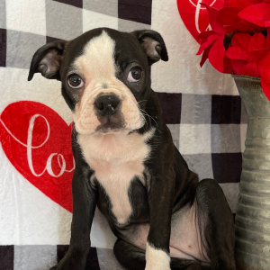 Boston Terrier Puppy Nelly