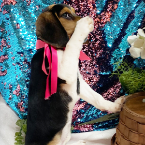 Beagle Puppy Dixie Dandy