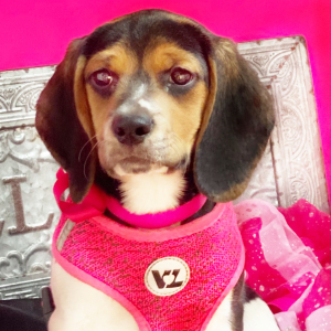 Beagle Puppy Dixie Dandy