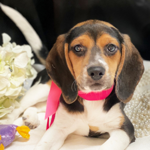 Beagle Puppy Dixie Dandy