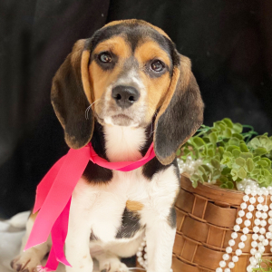 Beagle Puppy Dixie Dandy