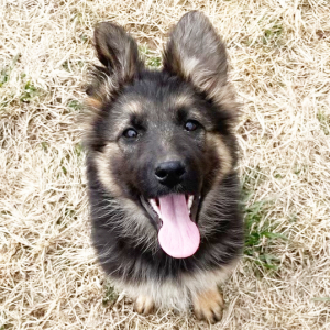 German Shepherd Dog Puppy Charlee