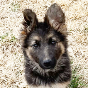 German Shepherd Dog Puppy Charlee