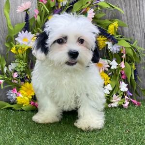 Shichon Puppy Manuel