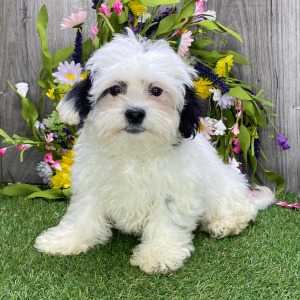Shichon Puppy Manuel