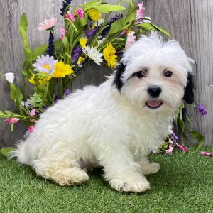 Shichon Puppy Manuel