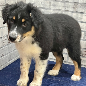 Australian Shepherd Puppy Darcy