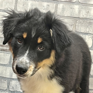 Australian Shepherd Puppy Darcy