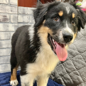 Australian Shepherd Puppy Darcy