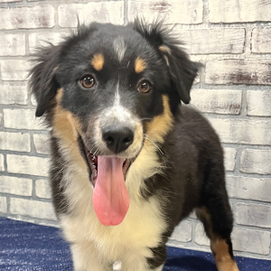 Australian Shepherd Puppy Darcy