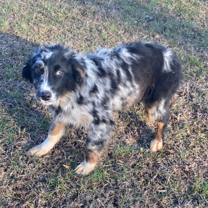 Australian Shepherd Puppy Meadow