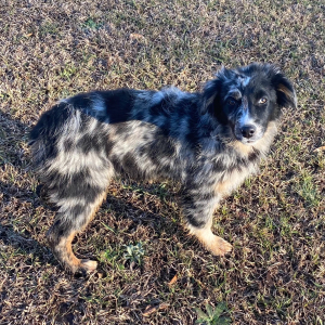 Australian Shepherd Puppy Meadow