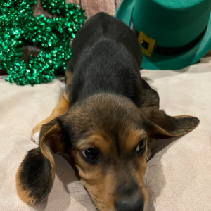 Beagle Puppy Midnight