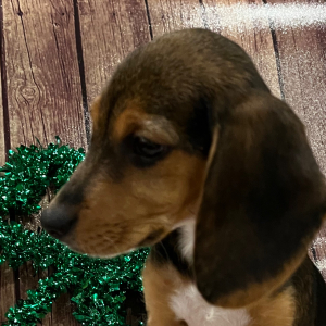 Beagle Puppy Midnight