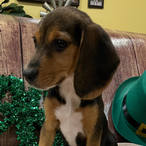 Beagle Puppy Midnight