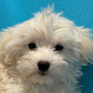 Havanese Puppy Sugar