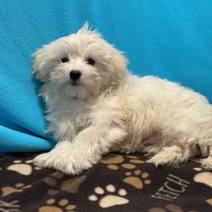 Havanese Puppy Sugar