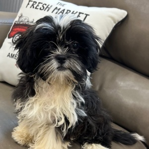 Shihpoo Puppy Bailey