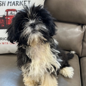 Shihpoo Puppy Bailey