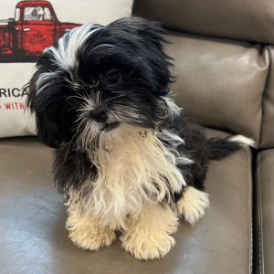 Shihpoo Puppy Bailey
