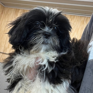 Shihpoo Puppy Bailey