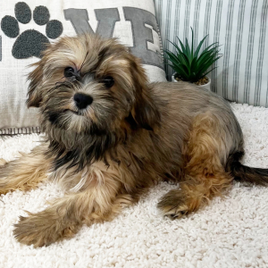 Morkie Puppy Simon