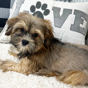 Morkie Puppy Simon